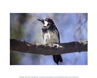 Male Acorn Woodpecker Fine Art Print