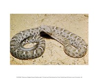 Mexican Ridged Nose Rattlesnake Fine Art Print
