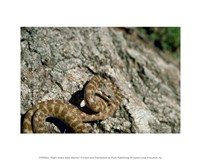 Night Snake New Mexico Fine Art Print