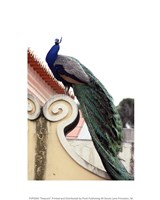 Peacock Fine Art Print