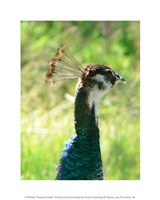 Peacock Head Fine Art Print