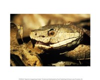 Head of a Copperhead Snake Fine Art Print