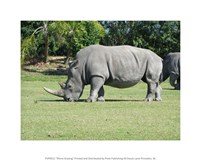 Rhino Grazing Fine Art Print