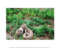 Western Diamondback Rattlesnake Fine Art Print