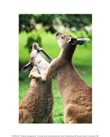 Playful Kangaroos Fine Art Print