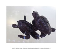 Baby Sea Turtles Fine Art Print