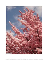 10" x 12" Cherry Blossom Pictures