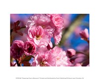 Flowering Cherry Blossoms Fine Art Print