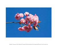Japanese Cherry Blossom Fine Art Print