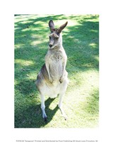 Kangaroo In Field Fine Art Print