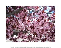 Pink Cherry Blossoms Fine Art Print