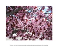 Pink Cherry Blossoms Fine Art Print