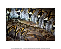 Reticulated Python Fine Art Print
