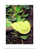 Green Tree Python Fine Art Print