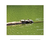 Turtle Family Fine Art Print