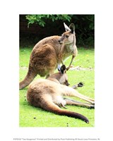 Two Kangaroos Fine Art Print