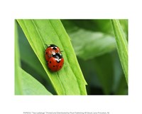 Two Ladybugs Fine Art Print