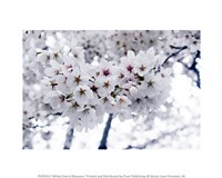 White Cherry Blossoms photo Fine Art Print