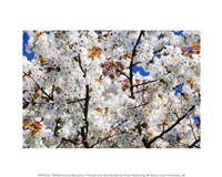 White Cherry Blossom tree Fine Art Print