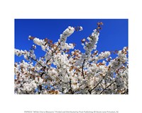 White Cherry Blossom Bloom Fine Art Print
