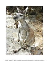 Kangaroo at the Zoo Fine Art Print
