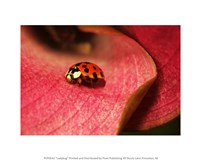 Ladybug On Leaves Fine Art Print