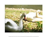 Swans by the Lake Fine Art Print