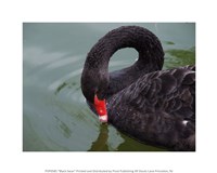 20" x 16" Swan Pictures