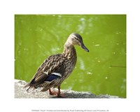 Duck Fine Art Print