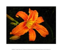 Orange Tiger Lily Fine Art Print