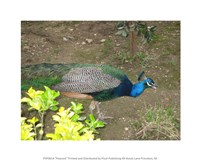 Peacock Fine Art Print