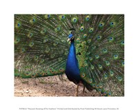 Peacock Showing off Its Feathers Fine Art Print