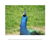 Peacock Closeup of Head Fine Art Print