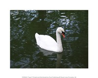 Swan Fine Art Print