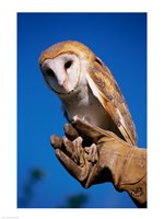 Barn Owl on Hand Fine Art Print