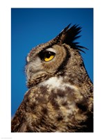 Horned Owl Profile Fine Art Print