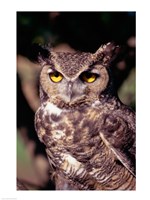 Horned Owl Fine Art Print
