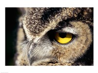 Horned Owl Closeup Fine Art Print