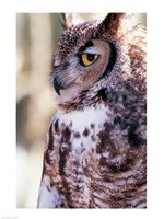Great Horned Owl Sleepy Fine Art Print