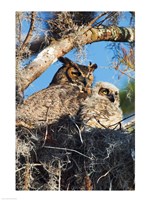 Great Horned Owls Fine Art Print