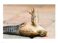 Close-up of a snake eating a frog Fine Art Print