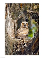 Great Horned Owl in a Tree Fine Art Print