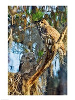 Two Great Horned Owls Fine Art Print