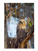 Great Horned Owl Perching on Branch Fine Art Print