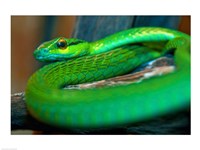 Parrot snake Fine Art Print