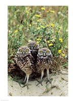 Burrowing Owls Fine Art Print