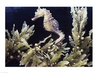 Sea Horse photo Fine Art Print