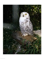 Snowy owl sitting Fine Art Print