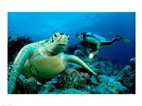 Green Sea turtle - ocean Fine Art Print