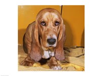 Close-up of a Basset Hound Fine Art Print